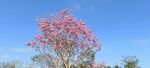 蓝天映衬下的粉色繁花树