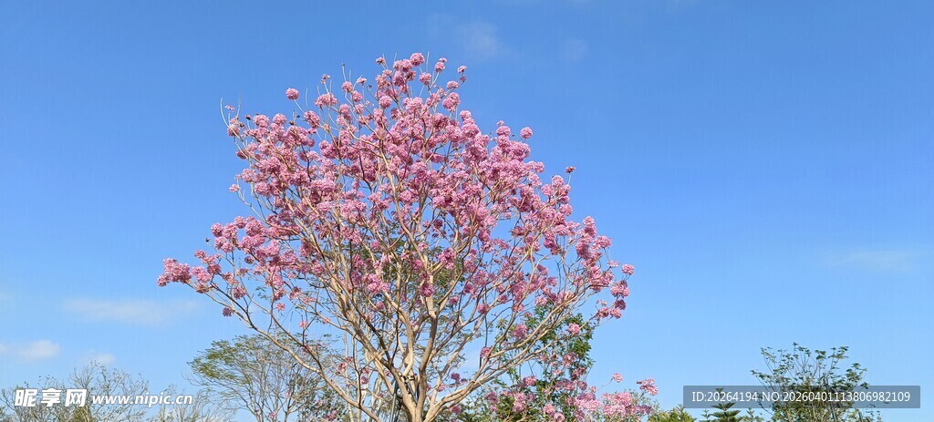 蓝天映衬下的粉色繁花树