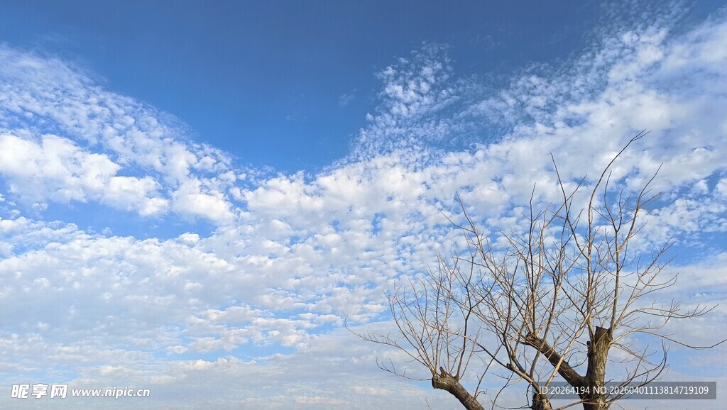 蓝天枯枝美景