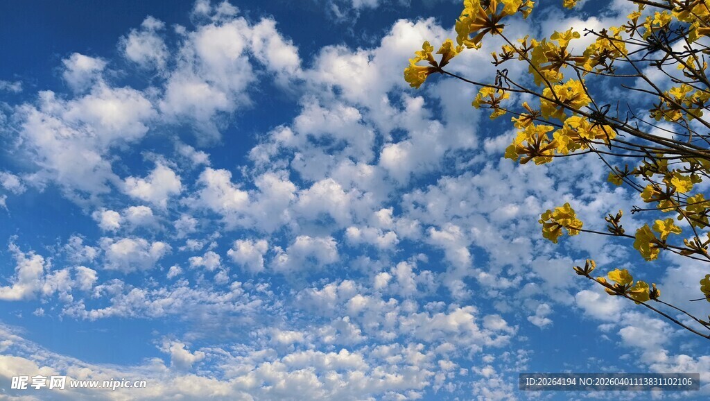 蓝天白云下的金黄树枝
