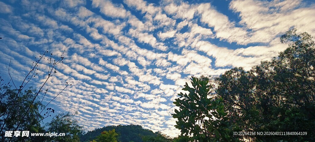 天空云景与林木的自然美