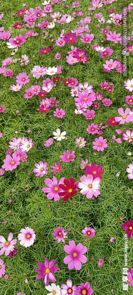 格桑花缤纷花海 烂漫绽放