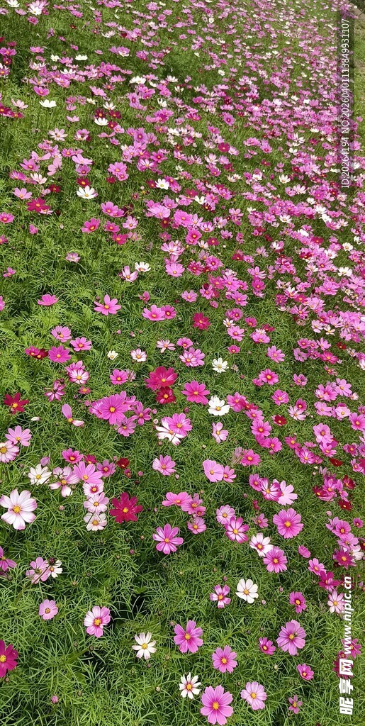 格桑花缤纷花海 绽放绚烂色彩