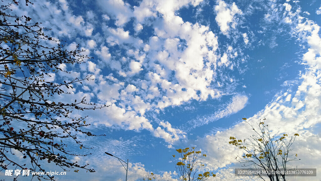 蓝天与枝叶间的云朵美景