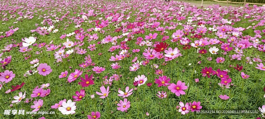 格桑花浪漫花海 多彩花朵绽放