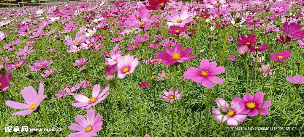 格桑花粉色花海绽放迷人美景