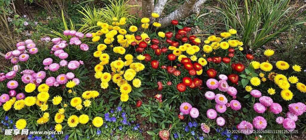 多彩花卉绽放于草地