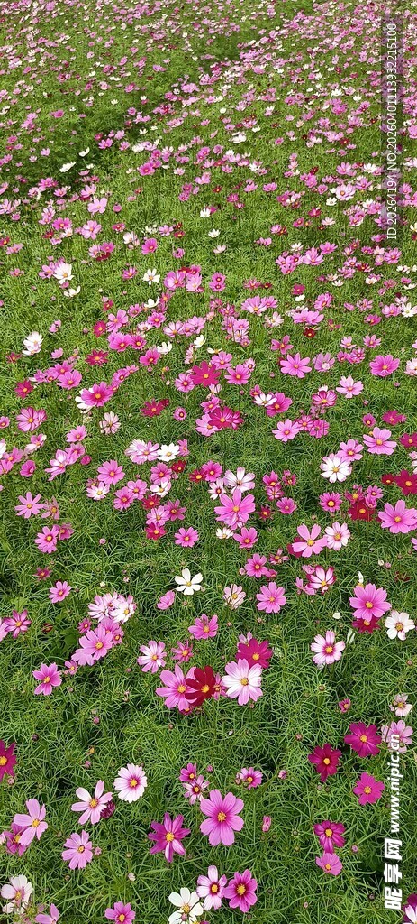 格桑花花海烂漫 缤纷花朵绽放