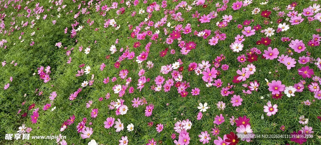 格桑花缤纷花海 绽放绚烂色彩