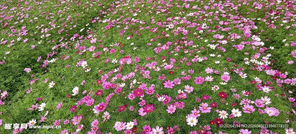 格桑花海烂漫 缤纷花朵绽放