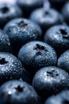饱满带露的新鲜蓝莓