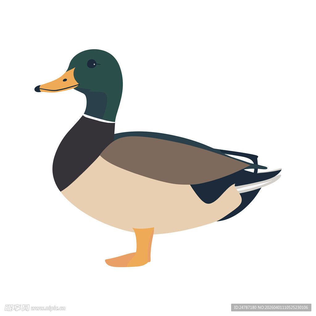 站立的绿头鸭