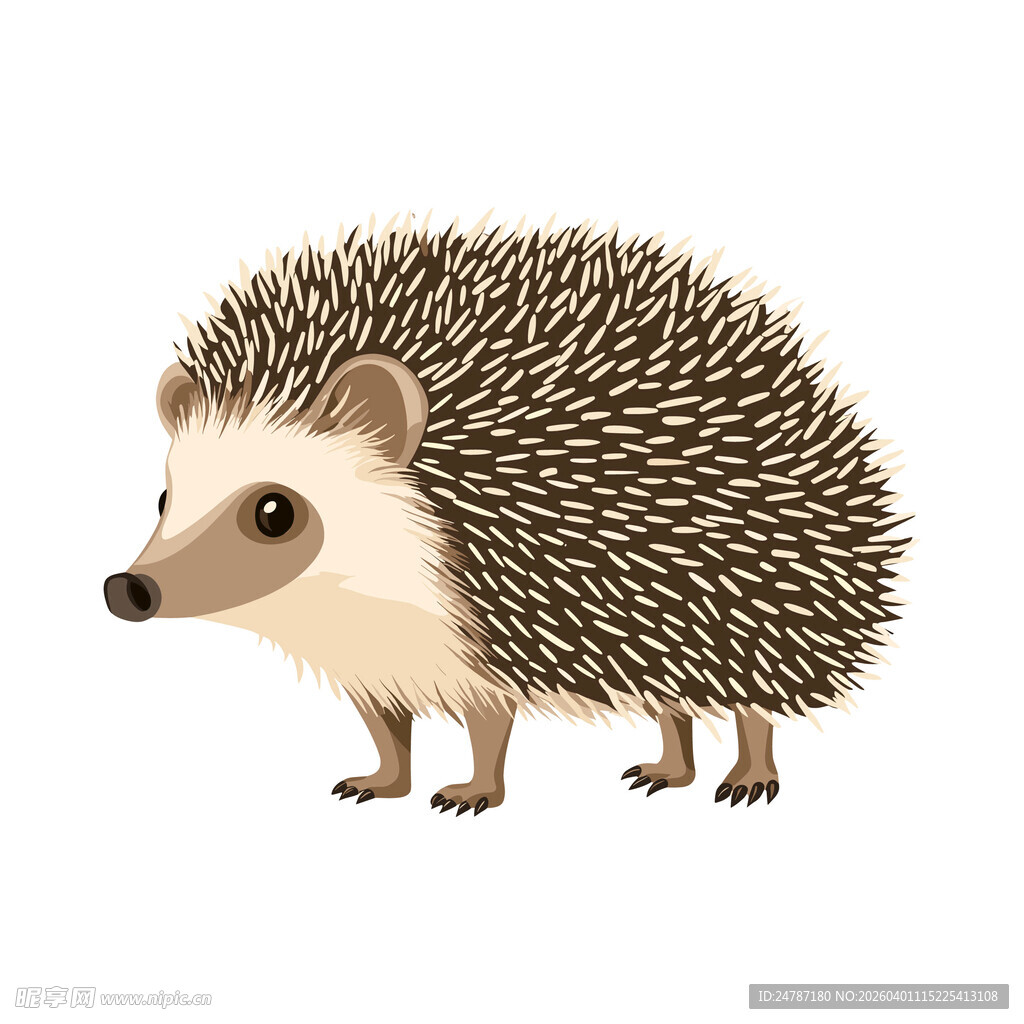 可爱刺猬插画