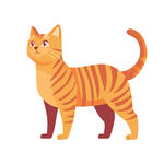 条纹橘猫