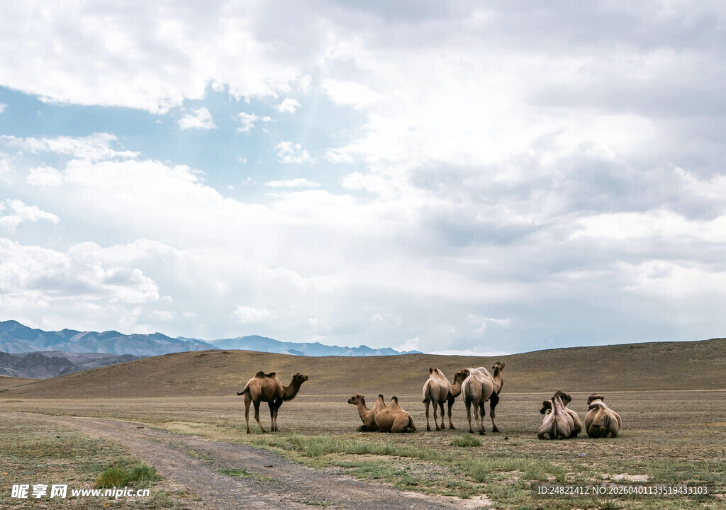 沙漠驼队行进在旷野中