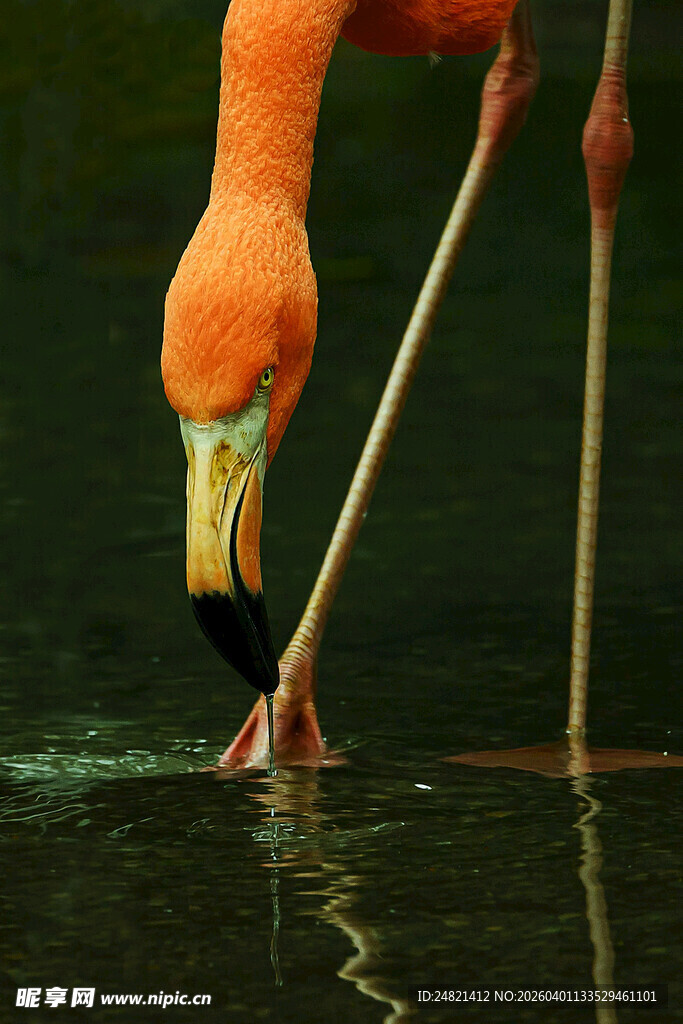 火烈鸟低头饮水瞬间