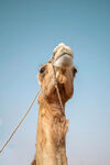 骆驼特写