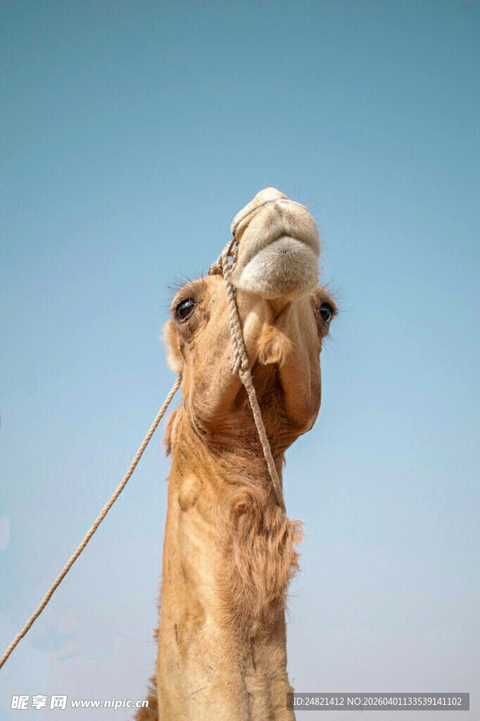 骆驼特写