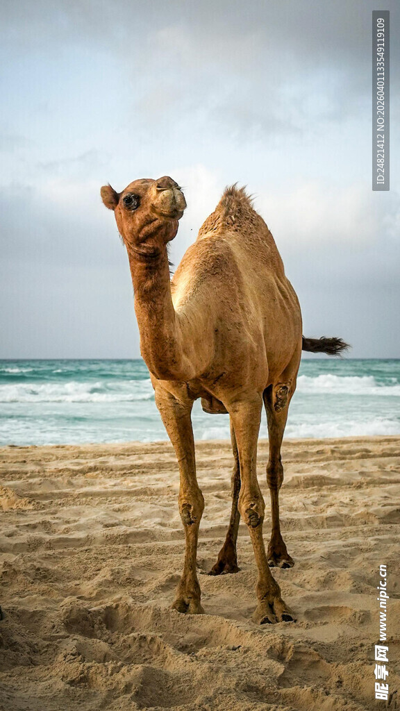 沙滩上的单峰骆驼