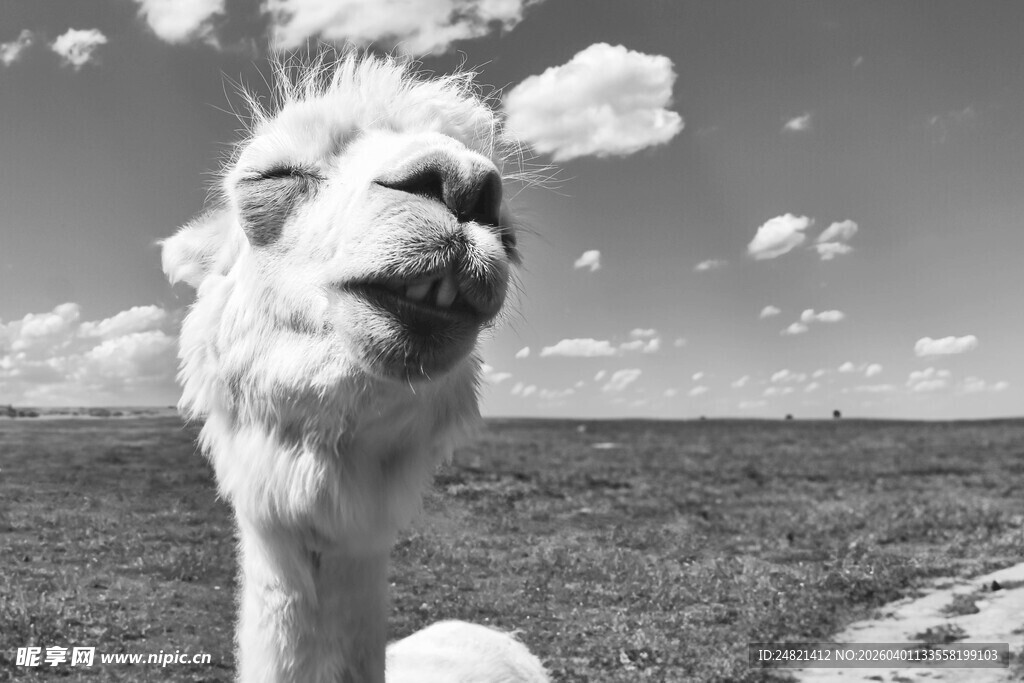 草原上的可爱羊驼