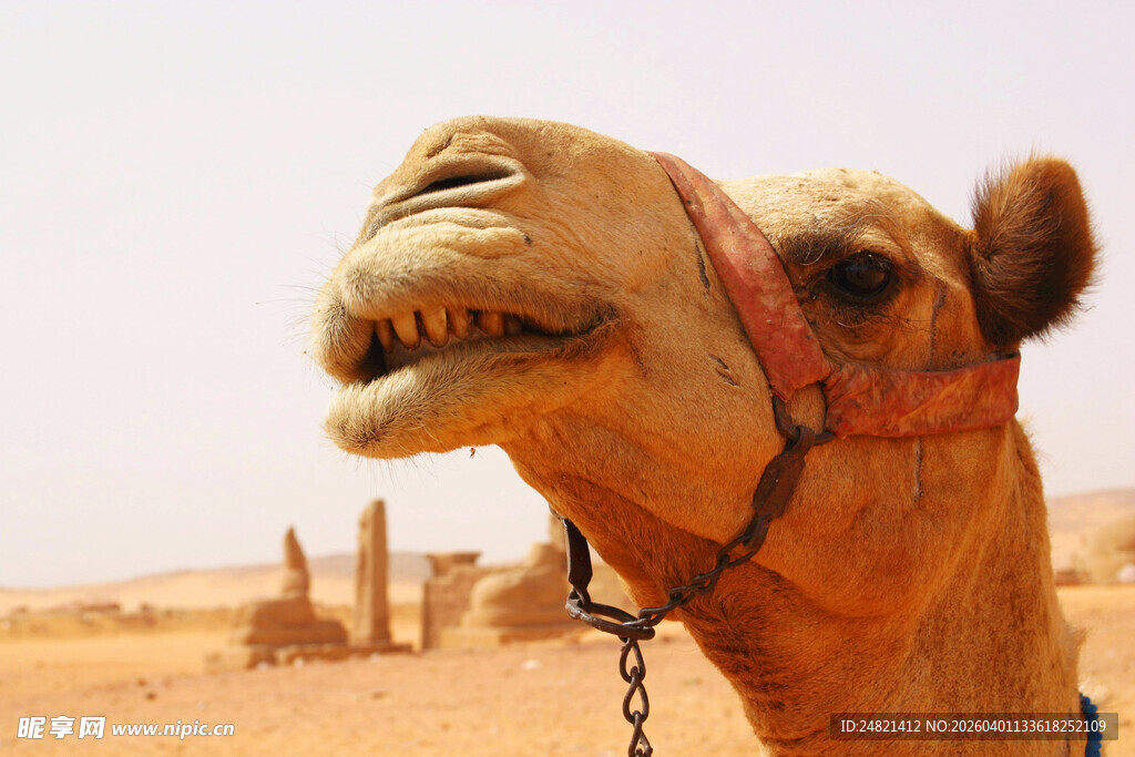 沙漠中的骆驼特写