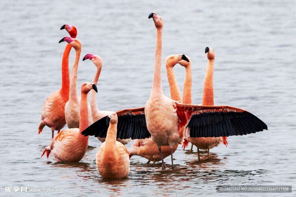 水中的火烈鸟群