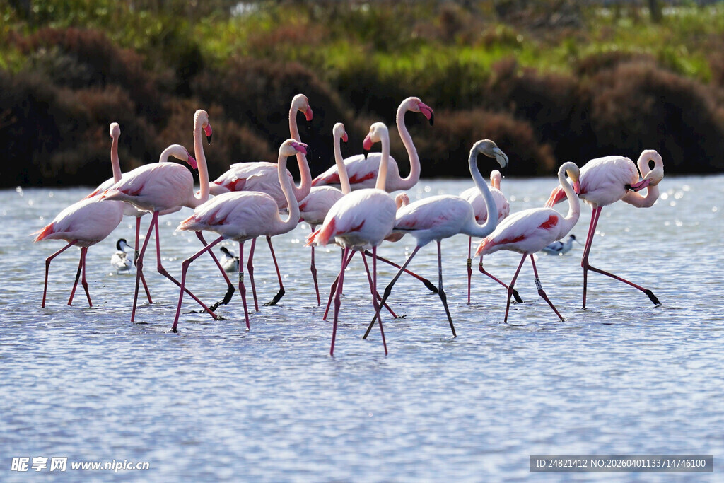 浅滩上的火烈鸟群
