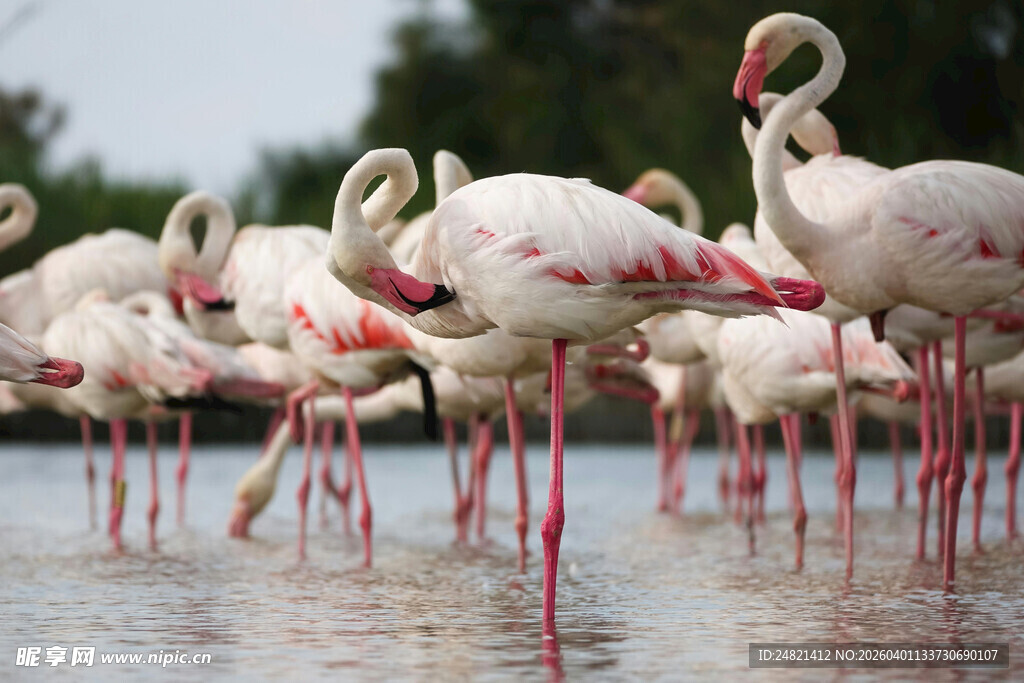 火烈鸟群于水中优雅栖息
