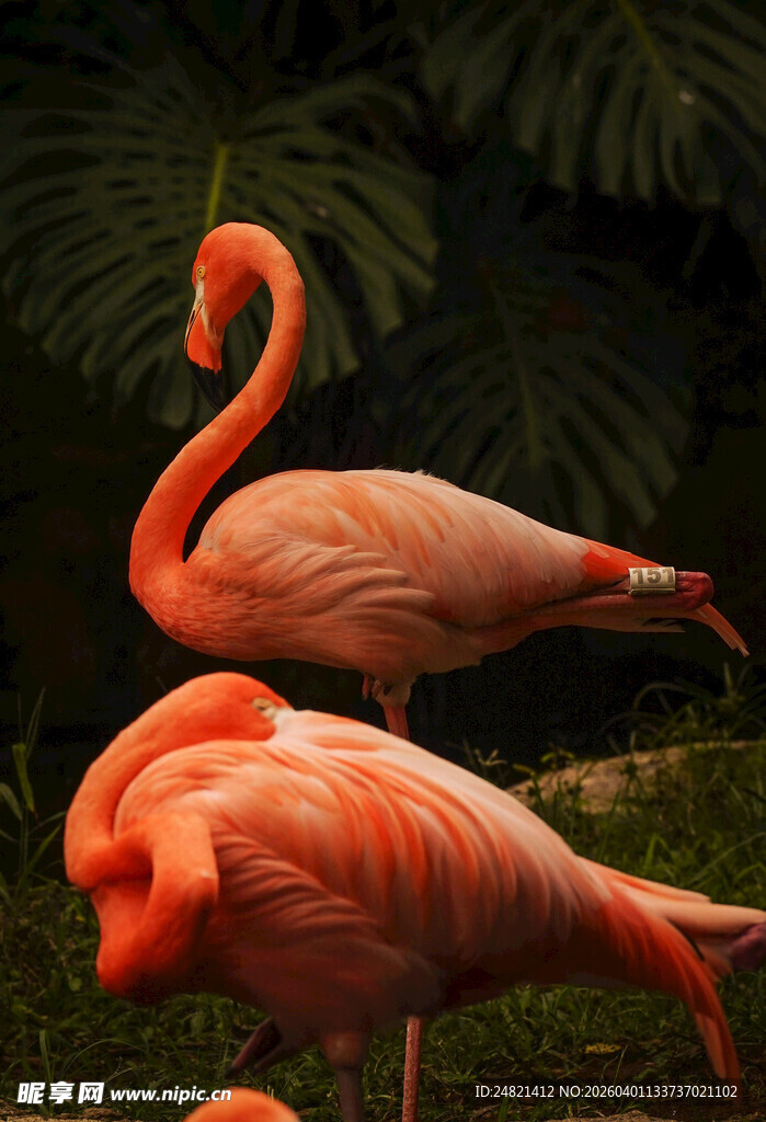 优雅火烈鸟于绿植间