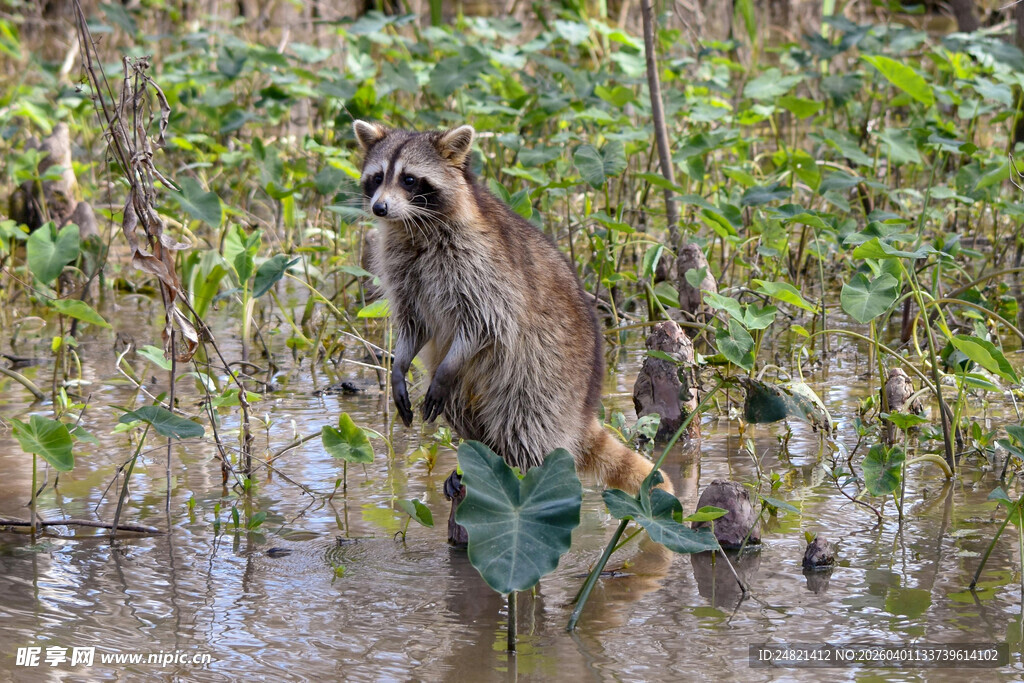 站立在湿地中的浣熊
