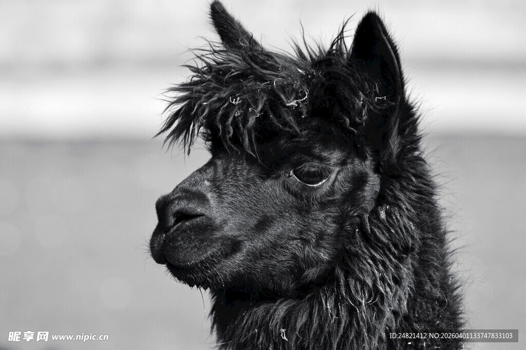 黑羊驼特写
