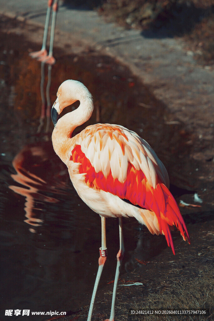 优雅火烈鸟水中展身姿