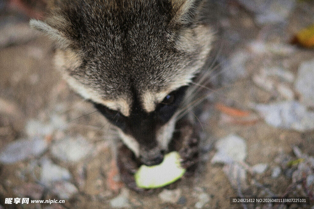 浣熊进食瞬间