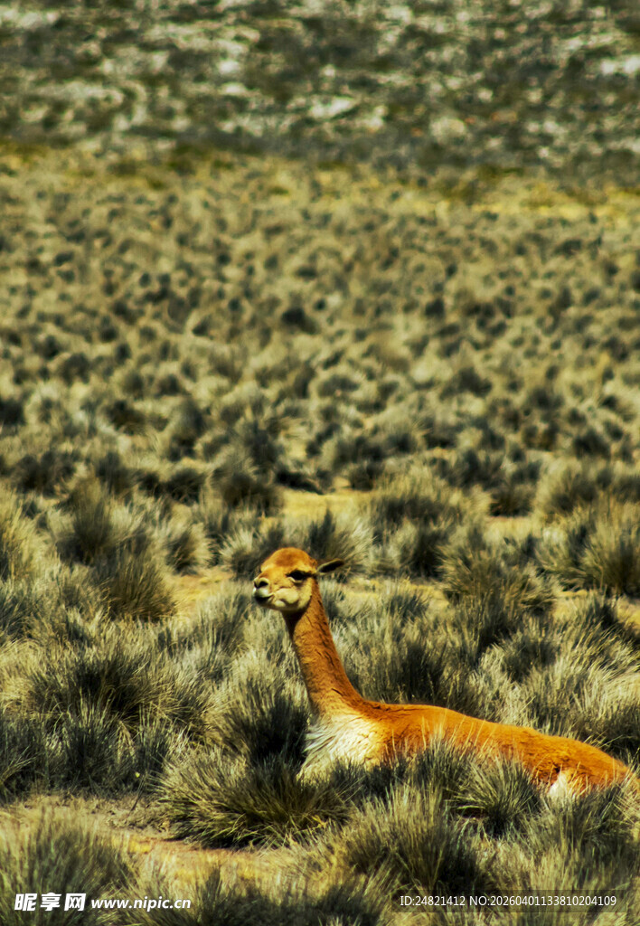 草原上的优雅羚羊