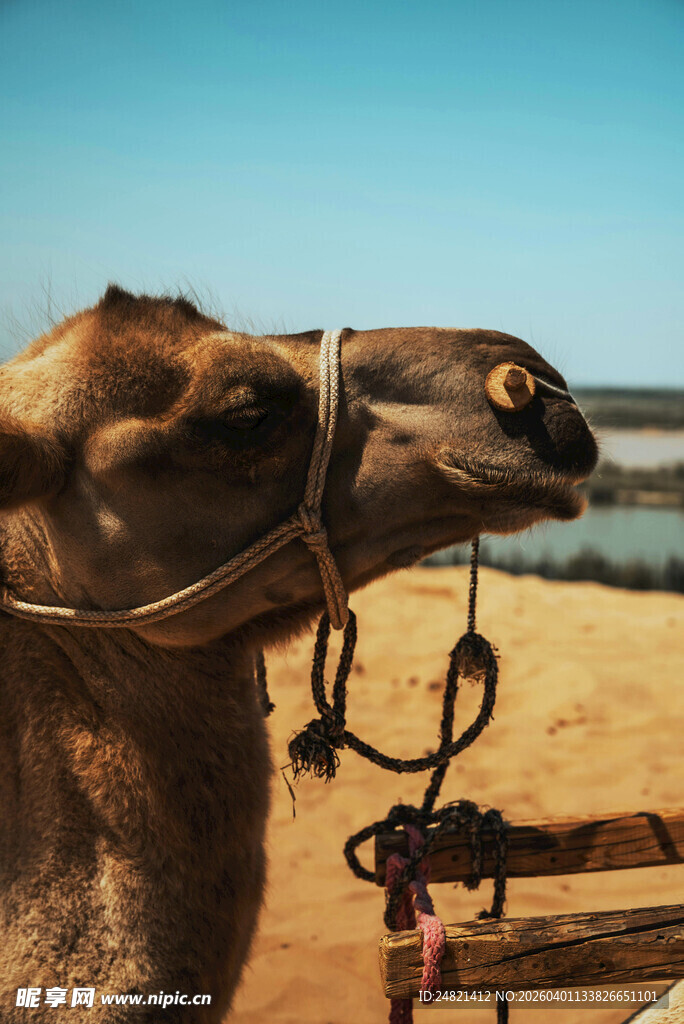 沙漠中的骆驼特写