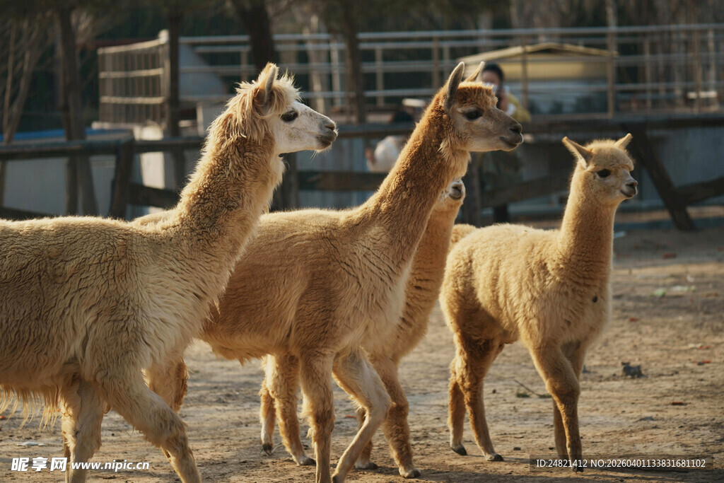 三只羊驼在户外行走