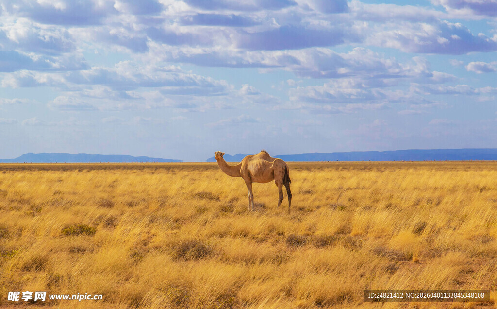 草原上的孤独骆驼