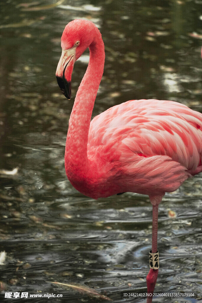 水中的粉红色火烈鸟