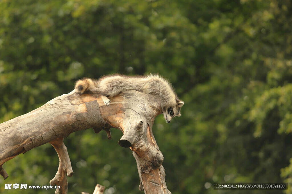 树枝上休憩的鸟儿
