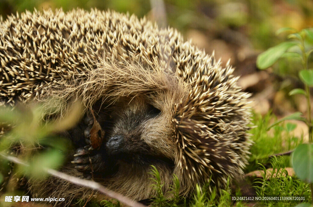 草丛中的小刺猬