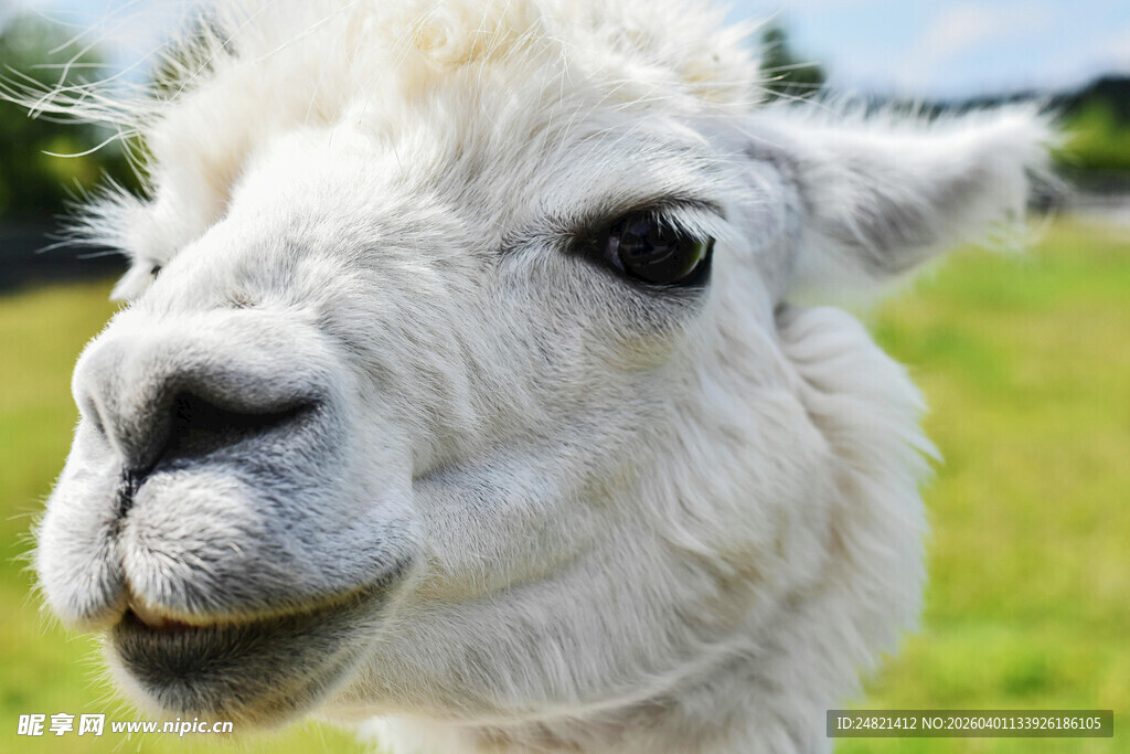 可爱羊驼特写