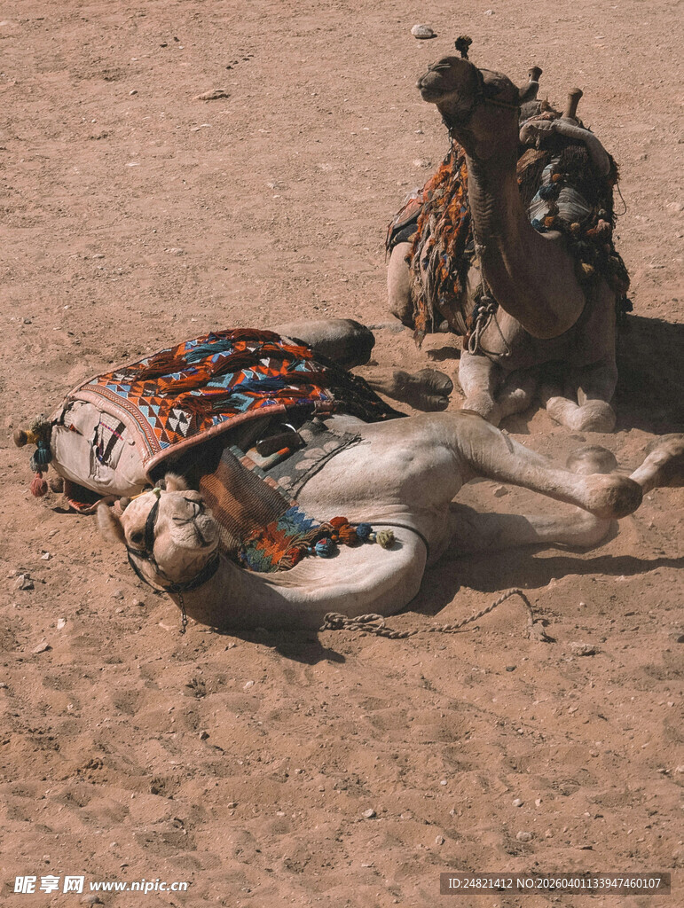 沙漠中倒地的摩托车与装备