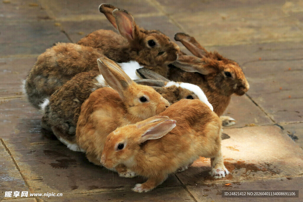 一群兔子依偎在一起