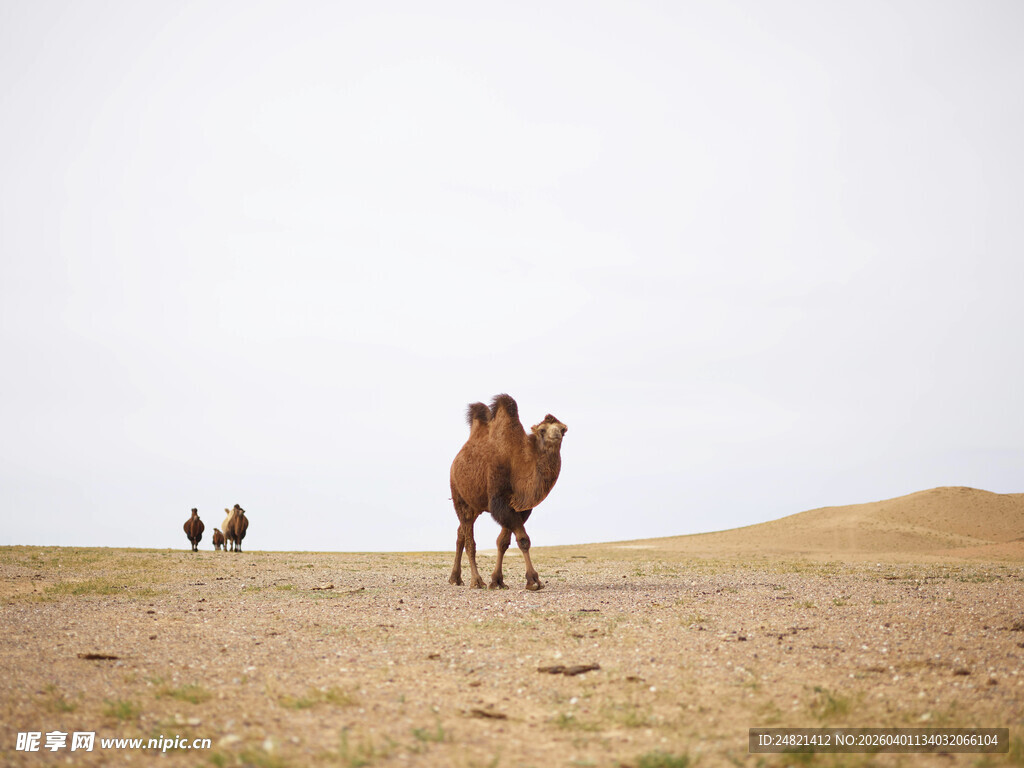 沙漠中漫步的骆驼群