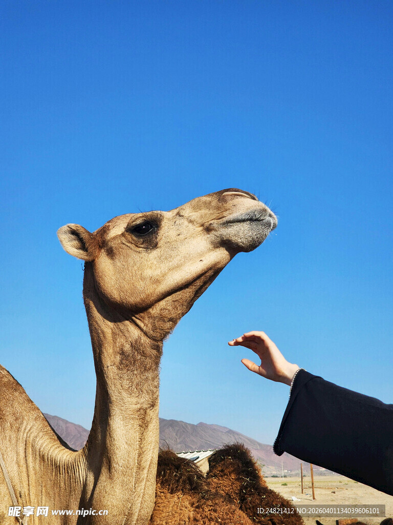 手喂骆驼的惬意瞬间