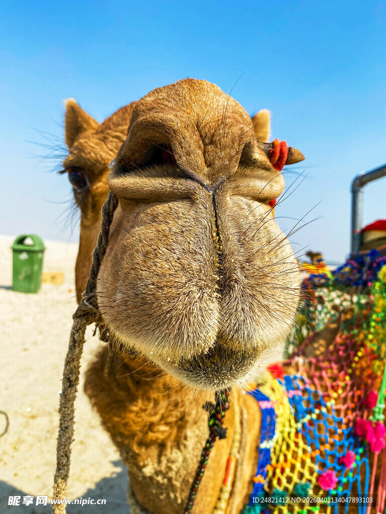 多彩装饰的骆驼特写