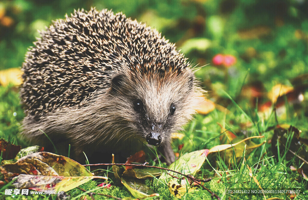 草地上的小刺猬