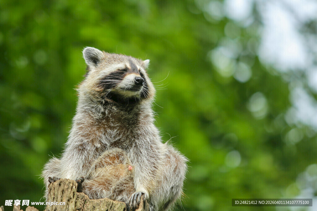 树上的浣熊