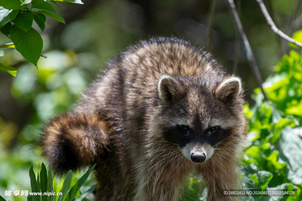森林中的浣熊