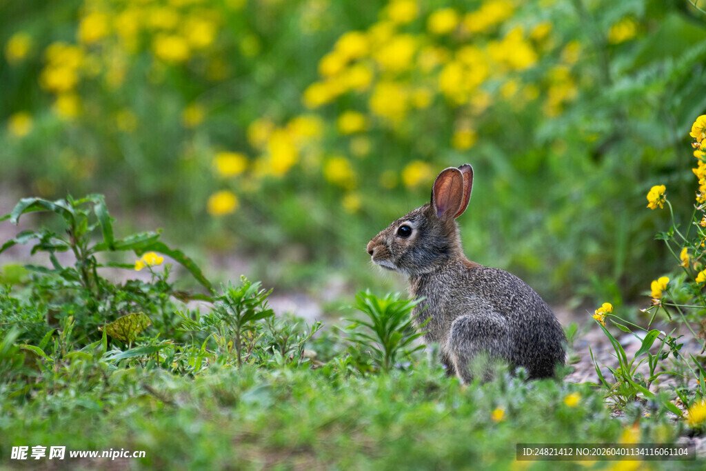 草地上的可爱灰兔子